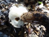 Tricholoma dryophilum image