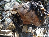 Tricholoma dryophilum image