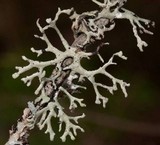 Hypogymnia tubulosa image