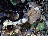 Entoloma lividoalbum image