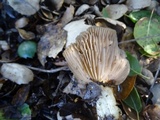 Entoloma lividoalbum image