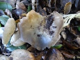Entoloma lividoalbum image