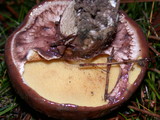 Suillus luteus image