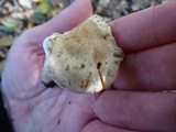 Hebeloma crustuliniforme image