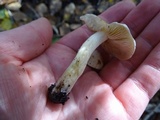 Hebeloma crustuliniforme image