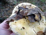 Cortinarius albofragrans image