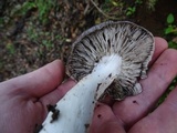 Tricholoma griseoviolaceum image