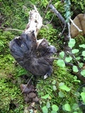Tricholoma griseoviolaceum image