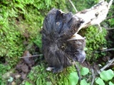 Tricholoma griseoviolaceum image