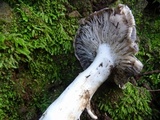 Tricholoma griseoviolaceum image