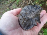 Tricholoma griseoviolaceum image