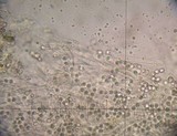Pluteus exiguus image