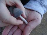 Coprinellus impatiens image