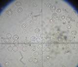 Pluteus exiguus image