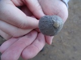 Coprinellus impatiens image