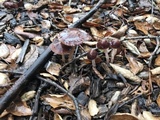 Psathyrella bipellis image