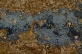 Byssocorticium caeruleum image