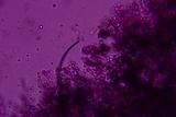 Byssocorticium caeruleum image