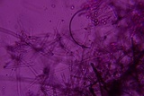Byssocorticium caeruleum image