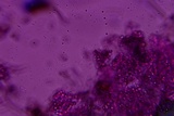 Byssocorticium caeruleum image