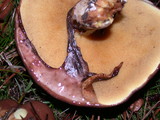 Suillus luteus image