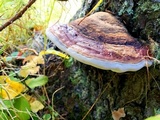 Fomitopsis mounceae image