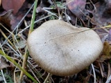 Hygrophorus pustulatus image