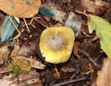 Tricholoma subsejunctum image
