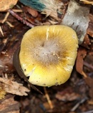 Tricholoma subsejunctum image