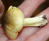 Tricholoma subsejunctum image