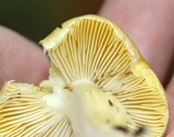 Tricholoma subsejunctum image