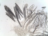 Geoglossum umbratile image