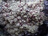 Ophioparma ventosa image