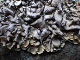 Dermatocarpon luridum image