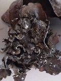 Dermatocarpon luridum image