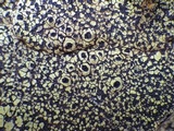 Rhizocarpon lecanorinum image