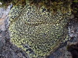 Rhizocarpon lecanorinum image