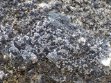 Rhizocarpon reductum image