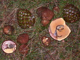 Suillus luteus image