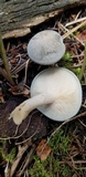 Clitocybe odora image