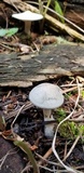 Clitocybe odora image