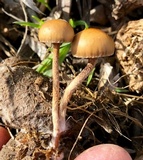 Psilocybe coprophila image