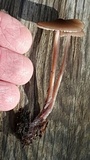 Mycena bulliformis image