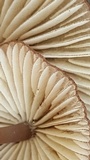 Mycena bulliformis image