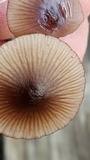 Mycena bulliformis image