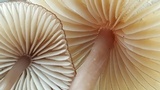 Mycena bulliformis image