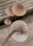 Mycena bulliformis image