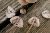 Mycena bulliformis image
