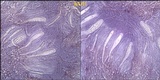 Ophioparma ventosa image