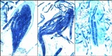 Ophioparma ventosa image